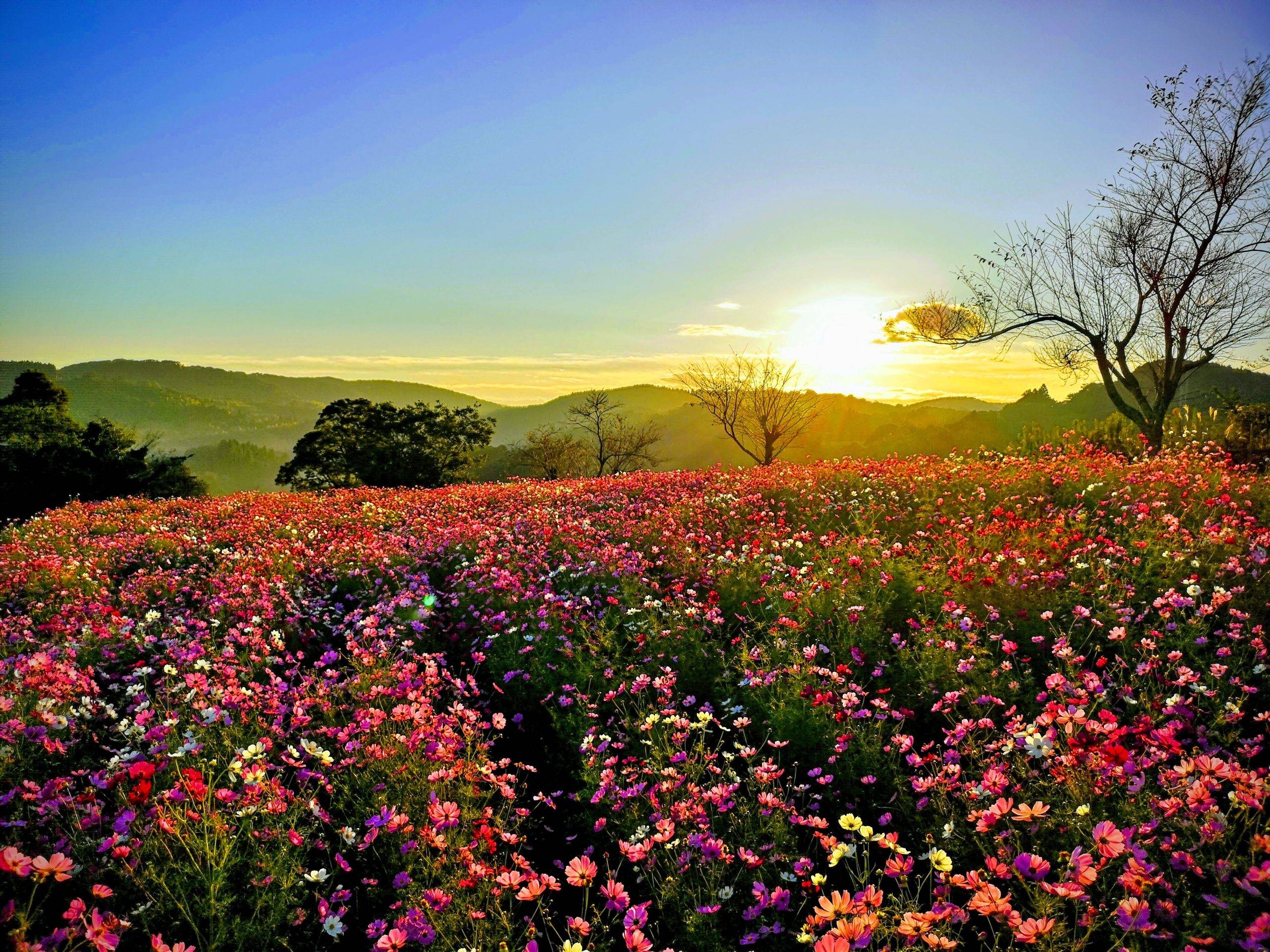 🌸 우와바 고원(우와바코겐) 이미지 1